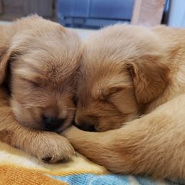 Goldendoodle and Golden Retriever Puppies from A Golden Summer