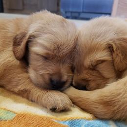 Goldendoodle and Golden Retriever Puppies from A Golden Summer