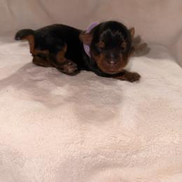 Purple boy - Black and tan male Yorkshire Terrier puppy in Booneville, Mississippi from Pinky's Puppies