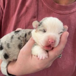 Girl 2 - Blue female Pembroke Welsh Corgi puppy in Beggs, Oklahoma from Blue Diamond Corgi’s