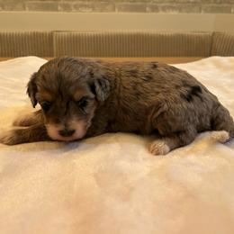 Fall - Blue merle male Bernedoodle puppy in Payson, Utah from Country Sky Doodles