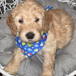 Poodles from Neanna's Pups and Poodles