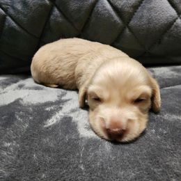 This is Dozer... - Cream Dachshund puppy in Piqua, Ohio from Happy Tails Doxie's