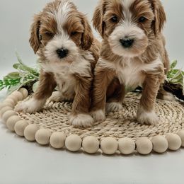 Goldendoodle Puppies from Ritzy Creek Doodles
