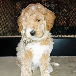 Goldendoodle Puppies from Ninnie's Doodles