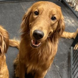 Golden Retrievers from Sellers Kennels