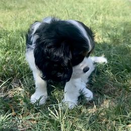 Cavalier King Charles Spaniel Puppies from Parks Cavaliers