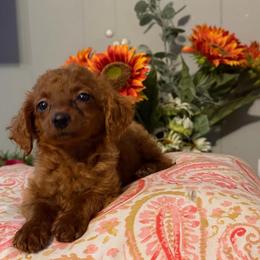 Millie - Apricot female Goldendoodle puppy in Centralia, Missouri from Oodles Of Doodles Mo.