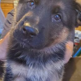 German Shepherd Puppies from Persevere Kennels