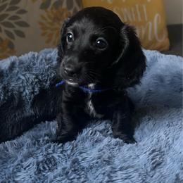 Shadow - Black male Dachshund puppy in Los Angeles, California from Mini Doxies R Us