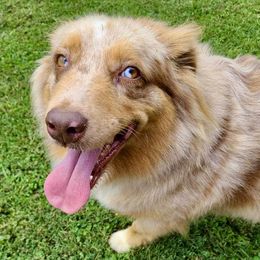 Dani - Australian Shepherd