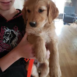 Orange - Golden male Golden Retriever puppy in Merino, Colorado from High Plains Goldens