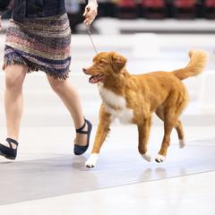 Nova Scotia Duck Tolling Retriever All Grown Up from RiverSong Tollers