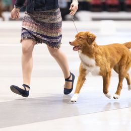 Nova Scotia Duck Tolling Retriever All Grown Up from RiverSong Tollers