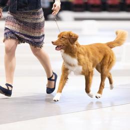Nova Scotia Duck Tolling Retriever All Grown Up from RiverSong Tollers