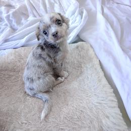 Chihuahua Puppies from Petite Pups LLC