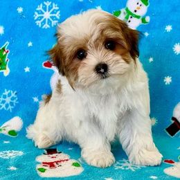 Havanese and Poodles from Curly Que Standard Poodles and Havanese