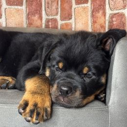 Green boy - Black and mahogany male Rottweiler puppy in Auburn, California from Vom Haus Flores