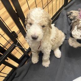 Orange collar - Parti male Poodle puppy in Maryland from Hernwood Heelers & Poodles