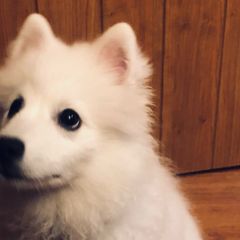 Japanese Spitzs from Konalae Japanese Spitz Jr.
