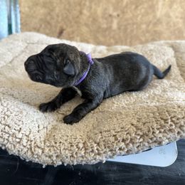 Purple female - Tiger female Perro de Presa Canario puppy in Holland, Ohio from Lykaios Kennels