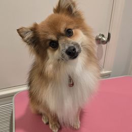 Rocket - Pomeranian