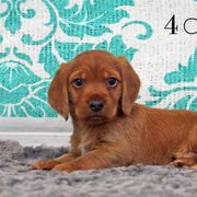 Basset Fauve de Bretagne and Miniature American Shepherd Puppies from 4 Clovers Kennel