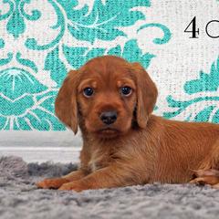 Basset Fauve de Bretagne and Miniature American Shepherd Puppies from 4 Clovers Kennel