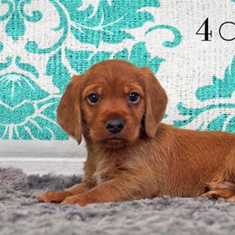 Basset Fauve de Bretagne and Miniature American Shepherd Puppies from 4 Clovers Kennel