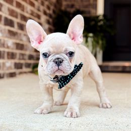 Ben - Fawn and white male French Bulldog puppy in Willis, Texas from Grandiose Frenchies