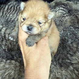 Prissy - Orange sable female Pomeranian puppy in Greenville, Georgia from Breezy Hill Poms