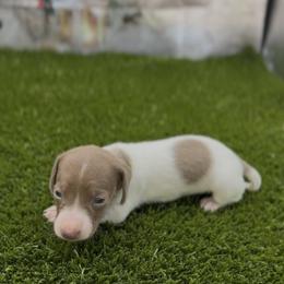 Isabella Based Red Piebal Smooth Female - Red female Dachshund puppy in Killeen, Texas from Southern Dachshunds