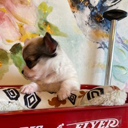 Thunder - Chocolate and white male Chihuahua puppy in Red Bluff, California from Aye Chihuahua