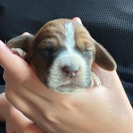 Male 7 - Mahogany and white male Basset Hound puppy in Lindley, New York from Hill Top Basset Hounds & Cane Corso