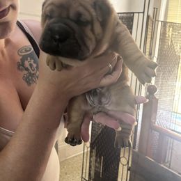 Boy 2 - Fawn male Chinese Shar-Pei puppy in Saint Joseph, Missouri from Durenda Springer- Barber
