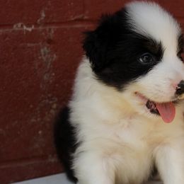 Australian Shepherd Puppies from Tru Blu Aussies