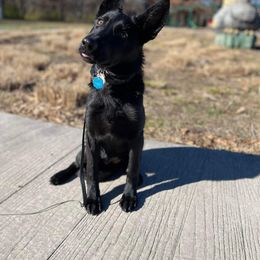 German Shepherd Puppies from Triple K Kennels