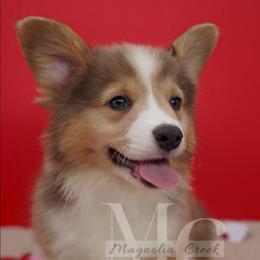 Slate (Male 3) Fluffy - Sable male Pembroke Welsh Corgi puppy in Straughn, Alabama from Magnolia Creek Corgis