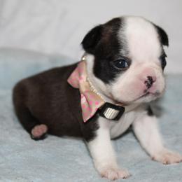 Diva - Brindle and white female Boston Terrier puppy in Brooksville, Florida from I Love Pups