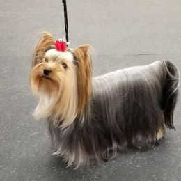 Olivia - Yorkshire Terrier