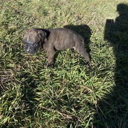 Perseus - Brindle male Boxer puppy in Custer, South Dakota from Tracy's Boxers