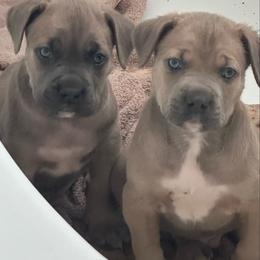 Boy 2 - Fawn male Cane Corso puppy in Waldorf, Maryland from Myles High Dog Club