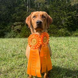 Maverick - Labrador Retriever