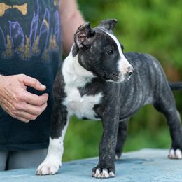 Big brindle girl - Tiger female Perro de Presa Canario puppy in Leitchfield, Kentucky from Rey Gladiador Presa Canario