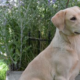Dilute Retrievers and Labrador Retrievers from Jobs Peak Labradors