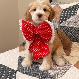 CRABAPPLE - Caramel female Australian Labradoodle puppy in Valley Springs, California from Blue Denim Doodles