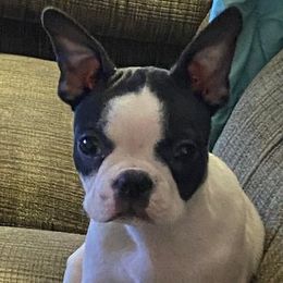 Boston Terriers from Bozman Boston’s