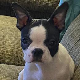 Boston Terriers from Bozman Boston’s