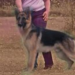 Dachshunds and German Shepherds from Whisper Gray