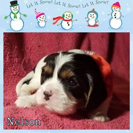 Cavalier King Charles Spaniel Puppies from Classic Cavalier Puppies